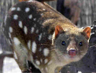 789px spottedquoll 2005 seanmcclean