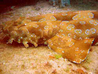 800px wobbegong